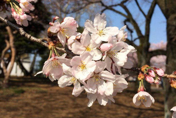 桜の季節、就学・入社のお祝いにオススメな…